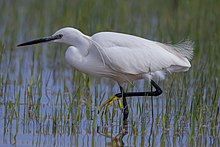 Seidenreiher Pikku egret.jpg