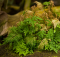 * Nomination Photograh of selaginella erythropus taken in Botanical garden Berlin. --Alorin 09:36, 3 June 2017 (UTC) * Decline Most of the object is not sharp enough for a QI IMO --Ermell 13:00, 3 June 2017 (UTC)