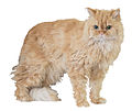 Langharige Selkirk Rex