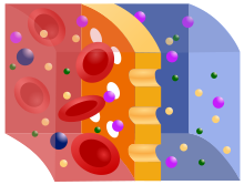 Semipermeable membrane Semipermeable membrane (svg).svg