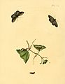 44. Phalaena discoloria (unidentified)