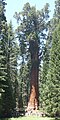 Sequoia National Park - General Sherman Tree
