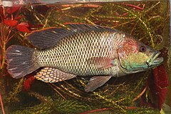 Serranochromis macrocephalus.jpg