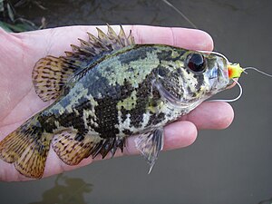 Shadow Bass From Comite River, near Olive Branch, Louisiana ShadowBass.jpg