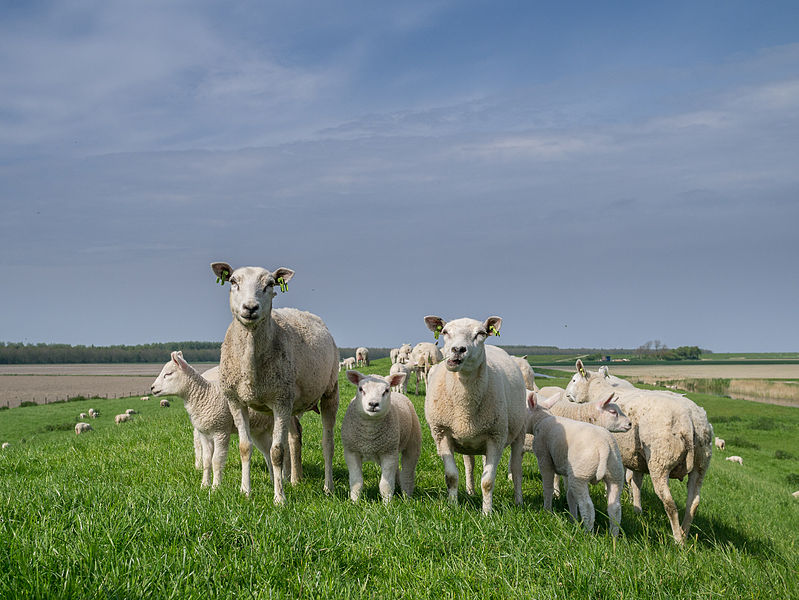 File:Sheep on old sea dike.jpg