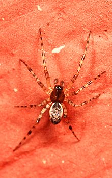 Sheetweb Spider - Neriene Digna, Sandy Pool Park, North Cowichan, Britisch-Kolumbien