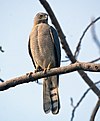 Shikra (Male)