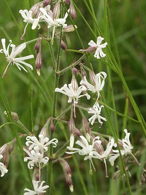 Nodding catchfly (Silene nutans)