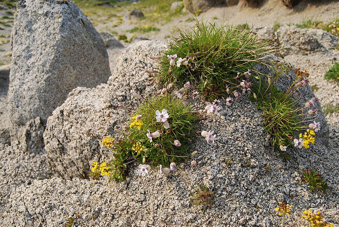 Silene stenophylla