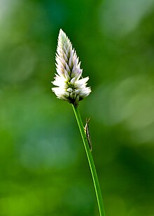 https://upload.wikimedia.org/wikipedia/commons/thumb/f/fe/Silver_Cockscomb_%28Celosia_argentea%29_in_Tirunelveli.jpg/220px-Silver_Cockscomb_%28Celosia_argentea%29_in_Tirunelveli.jpg