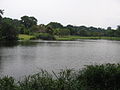シンガポール植物園のエコ湖（シンガポール）