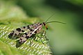 Skorpionsfliege, scorpionfly ...