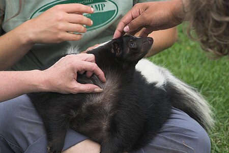 Tập_tin:Skunk_being_cuddled.jpg