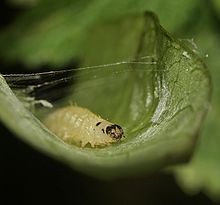 Moth larva about to moult; the new stemmata are visible behind the old head capsule Small Magpie larva - Anania hortulata (24437675476).jpg