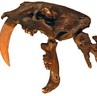 Smilodon fatalis, Pengo.jpg