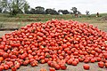 Solanum aethiopicum allowed to ripen for seed production