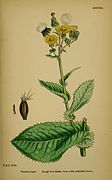 Sonchus asper