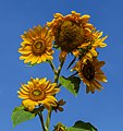 * Nomination Sonnenblume mit mehreren Blütenköpfen. --Fischer.H 17:00, 22 August 2018 (UTC) * Promotion  Support Good quality. --Poco a poco 18:10, 22 August 2018 (UTC)