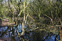 One of many small woodland ponds Sound Heath pond.jpg