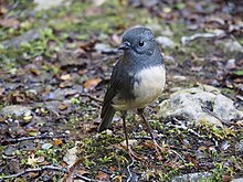 small curious bird dark above, light below, with red legs and beady eyes