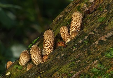 Young Pholiota squarrosa, Family: Strophariaceae, Location: Germany, Biberach