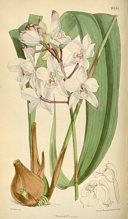 Spathoglottis petri - Curtis' 104 (Ser. 
 3 no. 
 34) pl 6354 (1878). 
 jpg