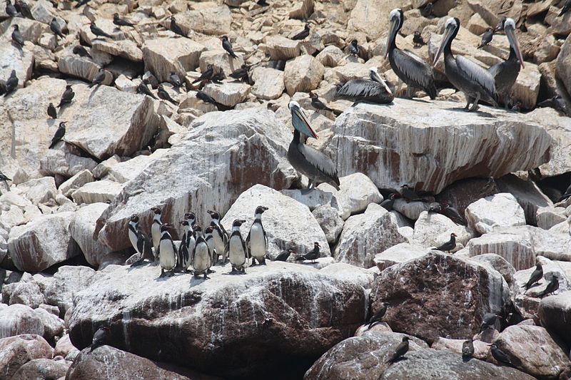 File:Spheniscus humboldti, Pelecanus thagus and Larosterna inca, Islas Ballestas 1.jpg