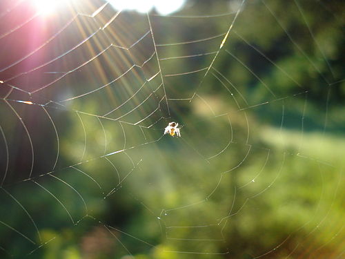 Spider Web