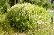 Spiraea alba, or white meadowsweet