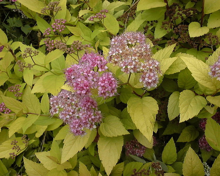 File:Spiraea japonica.jpg