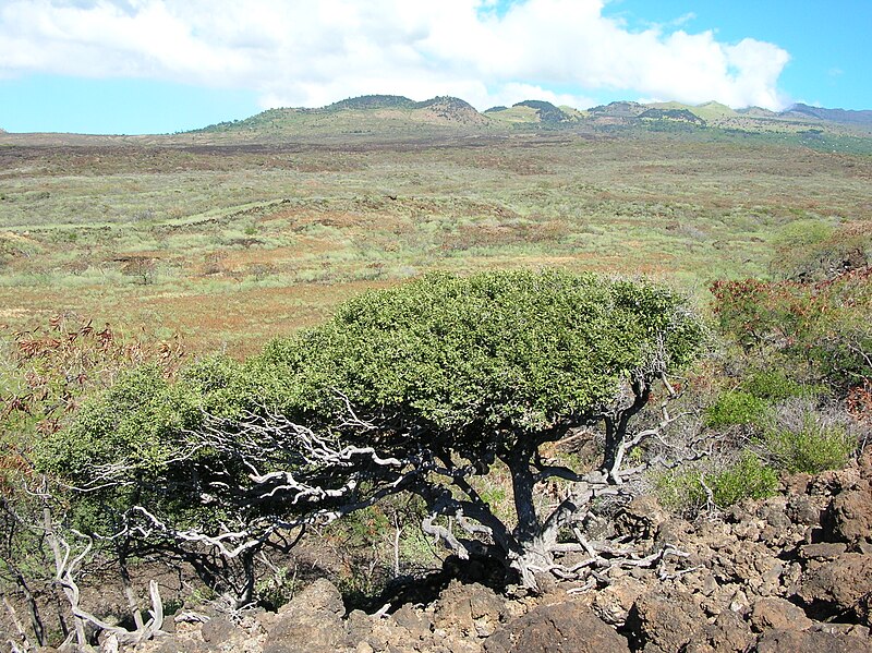 File:Starr-041223-2115-Diospyros sandwicensis-habit-LaPerouse-Maui (24094229574).jpg