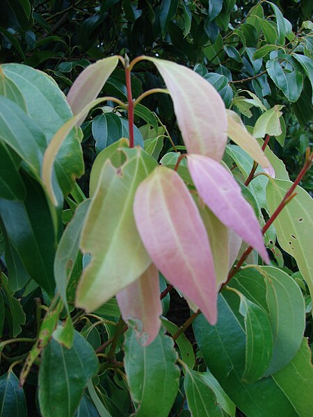 File:Starr-090526-8573-Cinnamomum burmanni-leaves-West Poelua West Maui-Maui (24326418144).jpg