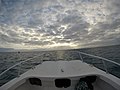 Starr-150403-4496-Tournefortia argentea-boat heading to Eastern-Lagoon Sand Island-Midway Atoll (24647801893).jpg