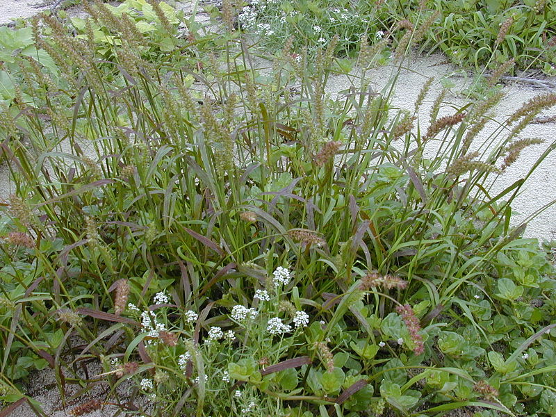 File:Starr 010520-0041 Cenchrus echinatus.jpg