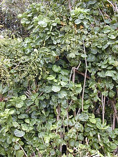 <i>Polyscias scutellaria</i> Species of shrub