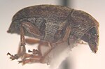 Miniatura para Anthribidae