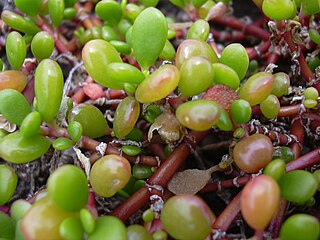 <i>Sesuvium</i> Genus of succulents