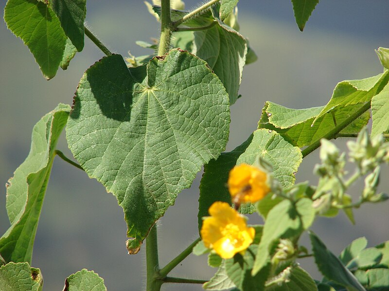 File:Starr 070215-4591 Abutilon grandifolium.jpg