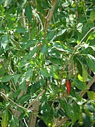 Chiliblätter (Paprikablätter)