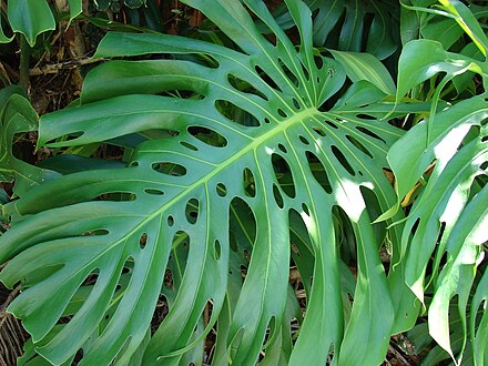 Monstera - Wikiwand