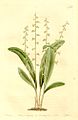 Stelis ophioglossoides