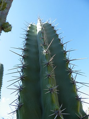 Beskrivelse av bildet Stenocereus stellatus 2.jpg.