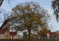 Pedunculate oak in Kaltenmark.jpg