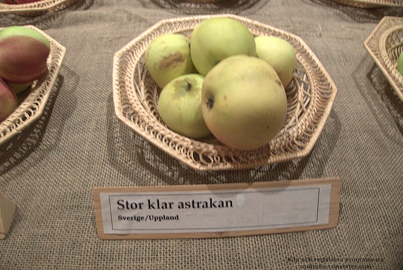 Mynd:Stor klar astrakan.jpg