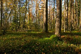 Foresta più umida intorno al lago Kävsjön.