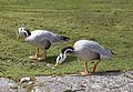 Streifengans (Anser indicus), Tierpark Hellabrunn, München