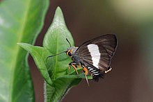 Gestreifter Polizist (Coeliades Forestan Arbogastes) .jpg