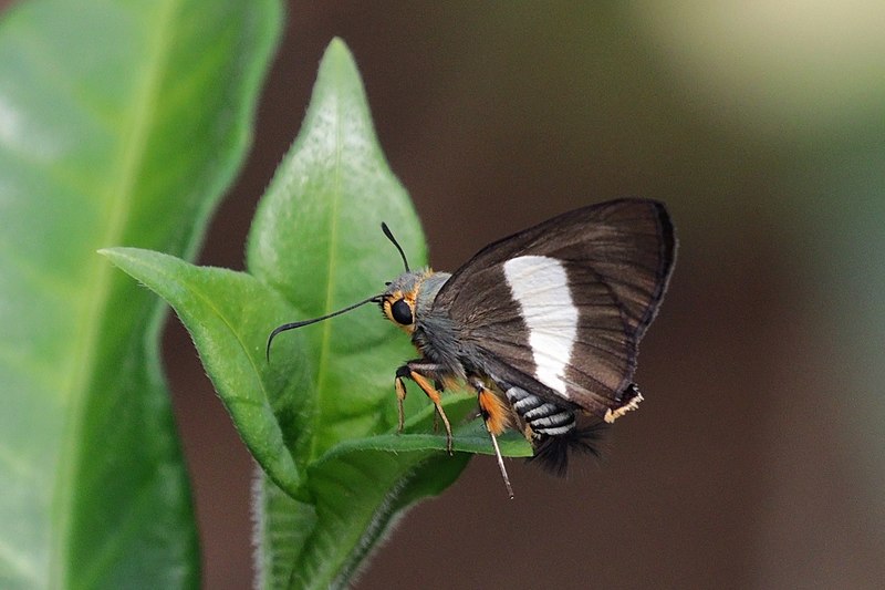 File:Striped policeman (Coeliades forestan arbogastes).jpg