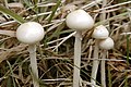 Stropharia.semiglobata.-.lindsey.jpg