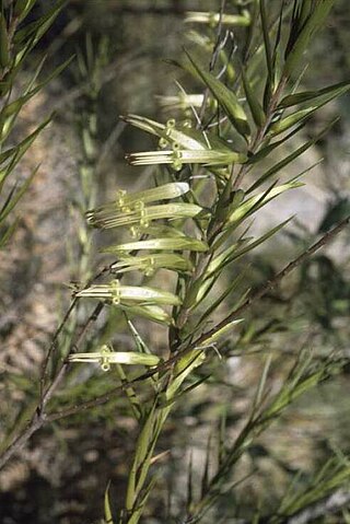 <i>Styphelia longifolia</i> Species of plant